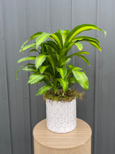 Load image into Gallery viewer, Potted Plant
