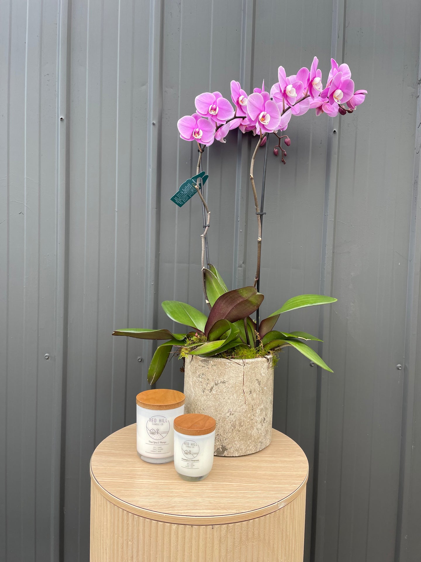 Phalaenopsis orchid in Pot